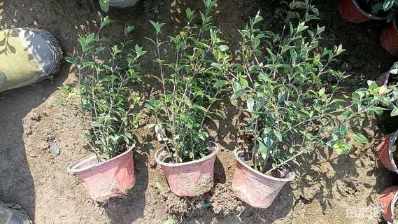 高度30厘米金边六月雪