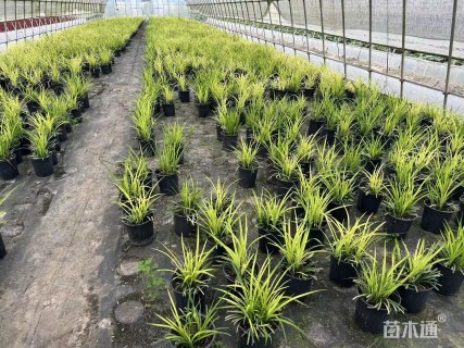 高度20厘米麦冬