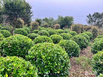 冠幅100厘米金森女贞球