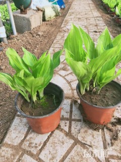 高度15厘米玉簪