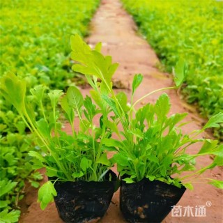 高度18厘米冰岛虞美人