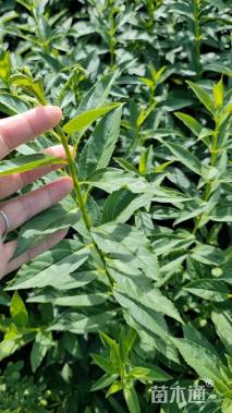 高度50厘米连翘