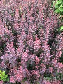 高度50厘米红叶小檗