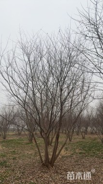 8公分(5杆)丛生朴树