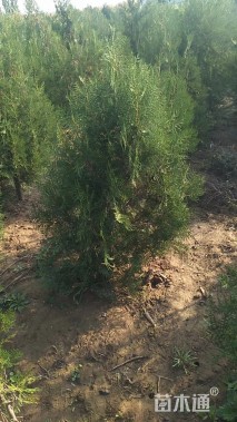 高度120厘米侧柏小苗