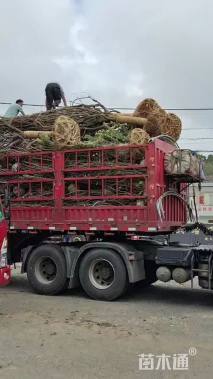 18公分日本晚樱