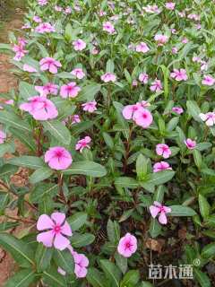 高度30厘米长春花