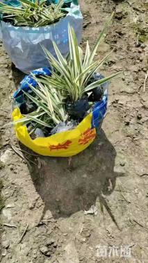 高度40厘米山管兰