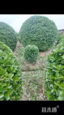 冠幅150厘米大叶黄杨球