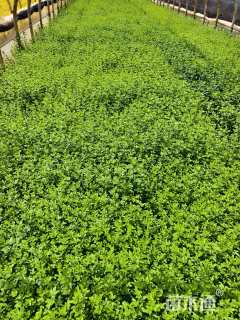 高度30厘米云南黄馨