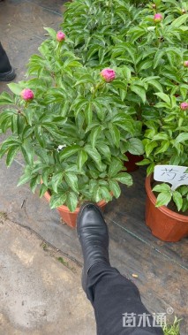 高度40厘米芍药