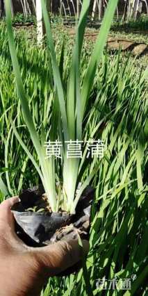 高度50厘米黄菖蒲