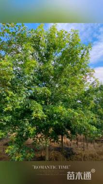 10公分北美枫香