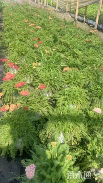 高度20厘米蓍草