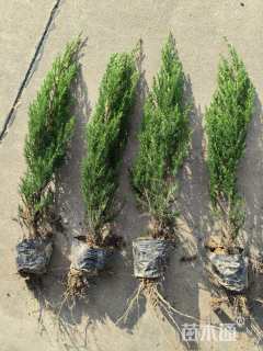 高度140厘米北京桧