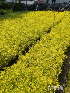 高度30厘米花叶连翘