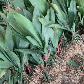 高度30厘米一叶兰