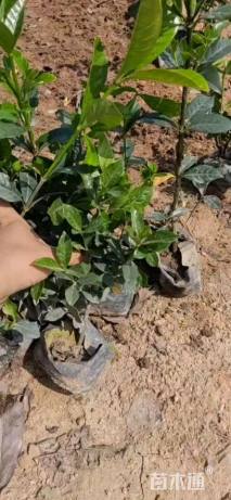 高度30厘米大叶栀子