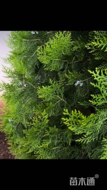 高度80厘米侧柏