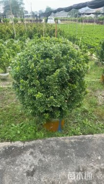 高度100厘米米兰球