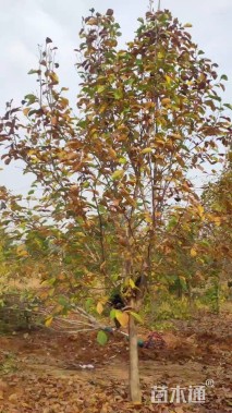 高度200厘米丛生紫玉兰