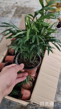 裸干高15厘米袖珍椰子