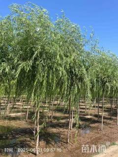 5公分嫁接垂柳
