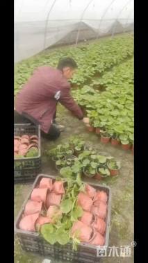 高度10厘米天竺葵