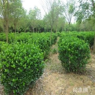 冠幅120厘米大叶黄杨球