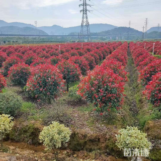 冠幅120厘米红叶石楠球