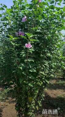 高度200厘米丛生木槿