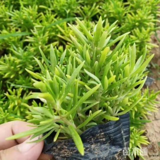 高度100厘米金叶佛甲草