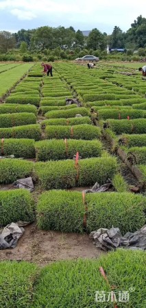 草毯