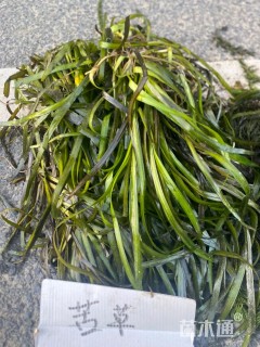 高度40厘米苦草