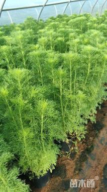 高度40厘米假蒿