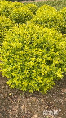 冠幅100厘米金叶女贞球