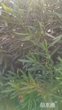 高度150厘米夹竹桃