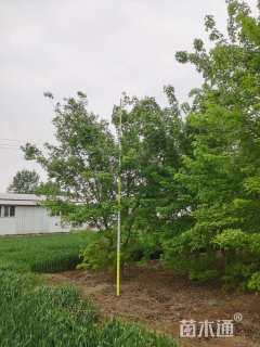 高度4厘米丛生五角枫