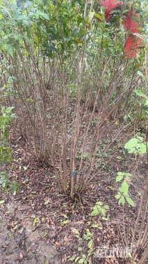 高度180厘米丛生花石榴