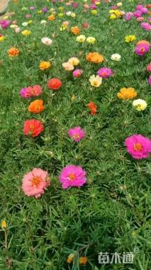 高度10厘米半枝莲