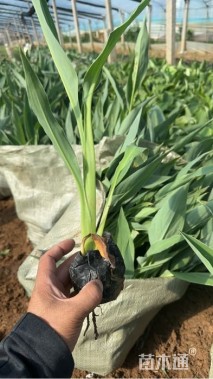 高度25厘米水生美人蕉