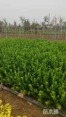 高度40厘米卫矛