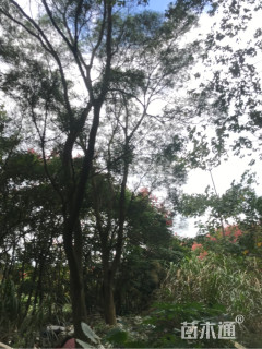 20公分台湾栾树