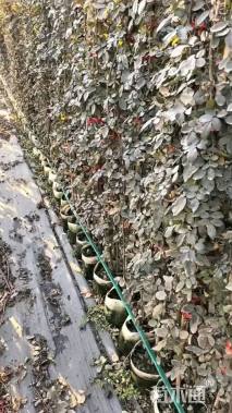 高度155厘米月季