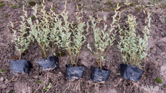 高度30厘米银姬小蜡