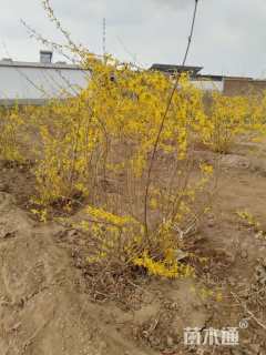 高度150厘米连翘