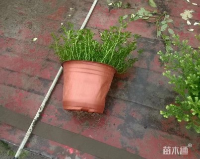 高度12厘米翠云草