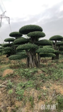 60公分造型对节白蜡