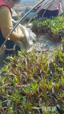 高度30厘米翠芦莉