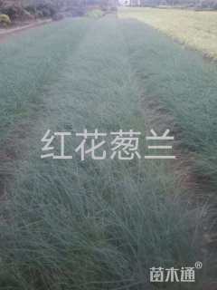 高度20厘米红花葱兰